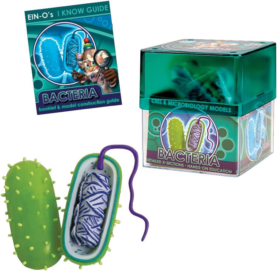 Təcrübə dəsti Eye Model bacteria