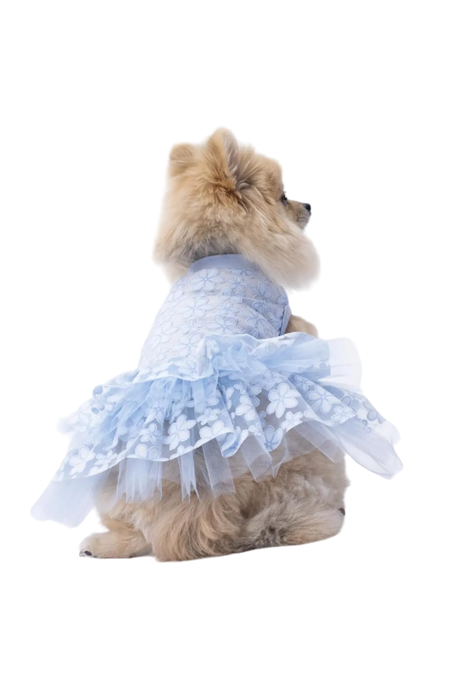 Don Pawstar Flora itlər və pişiklər üçün, 2XL, mavi